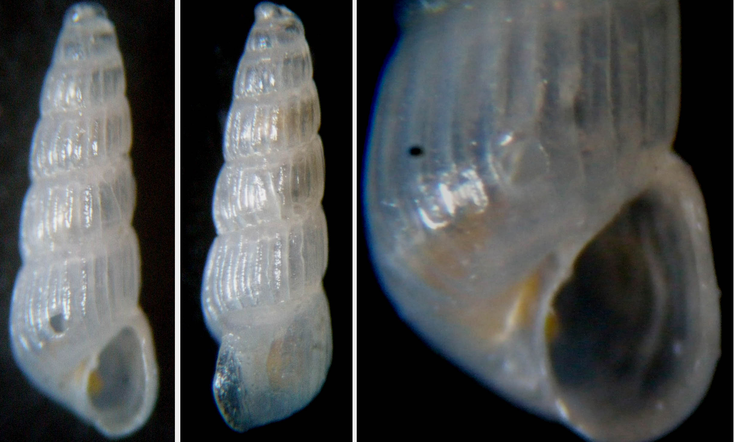 Conferma C. terebellum